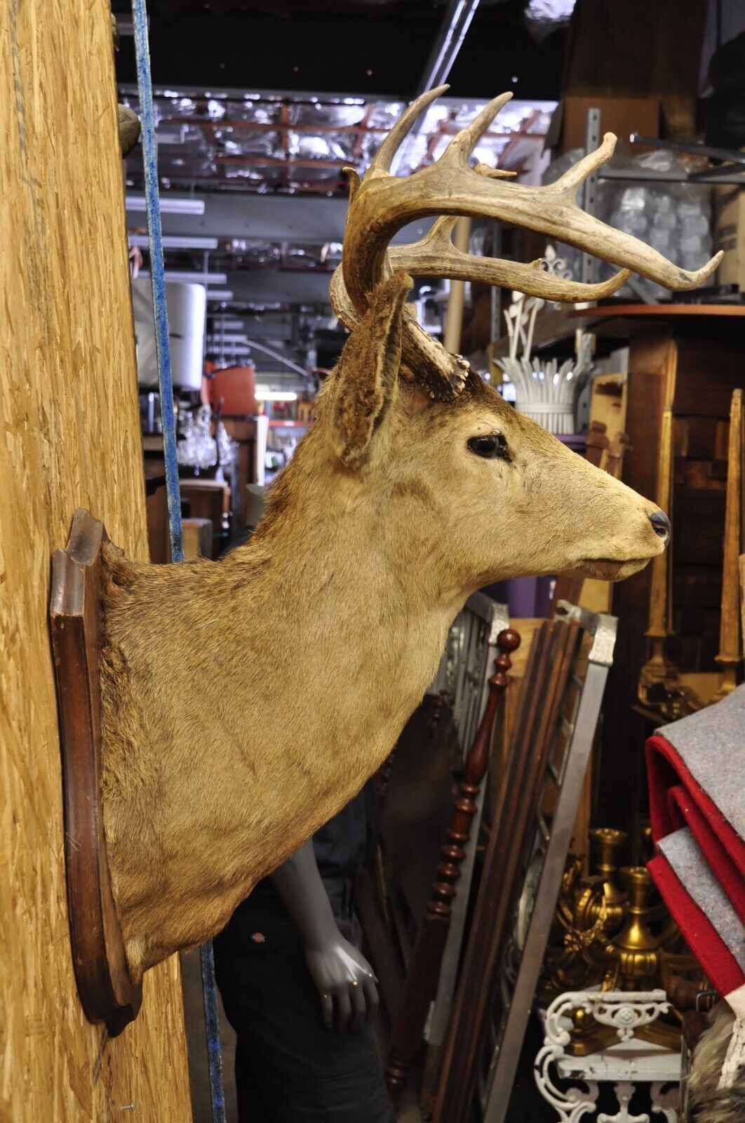 Vintage Red Deer Shoulder Mount Antler Horn Rack Taxidermy Cabin Wall Decor #2