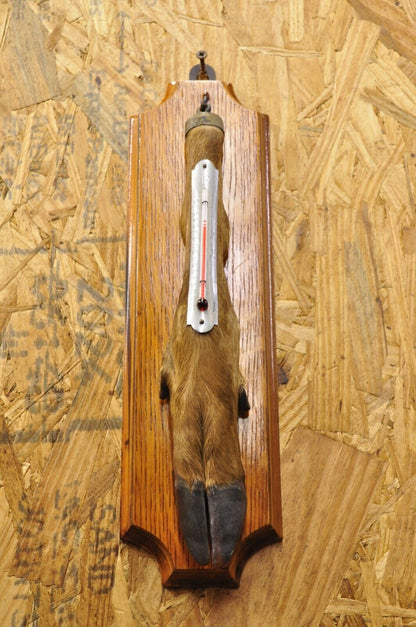Vintage Whitetail Deer Hoof Foot Taxidermy Wall Thermometer on Oak Wood Plaque