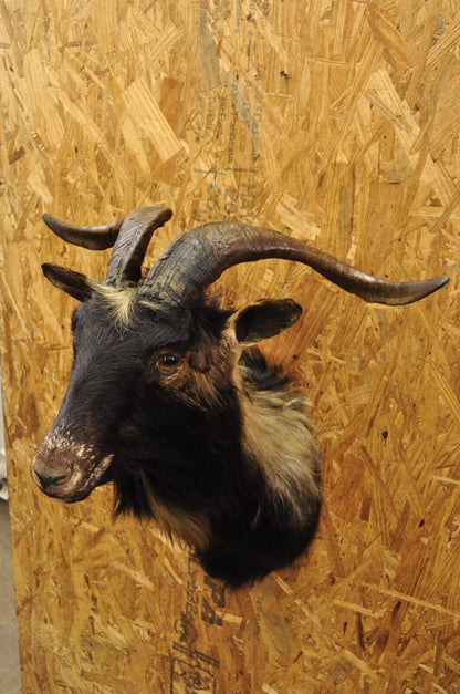 Vintage Black Catalina Longhorn Goat Ram Shoulder Mount Wall Taxidermy