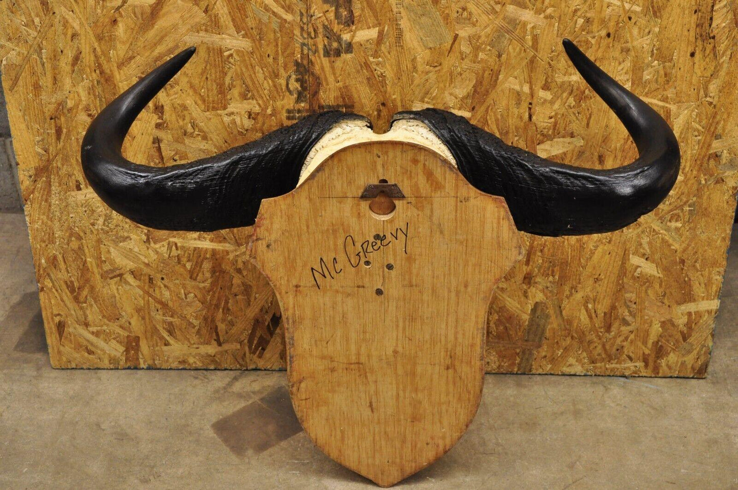 Vintage African Cape Buffalo Skull European Mount on Wooden Plaque Taxidermy