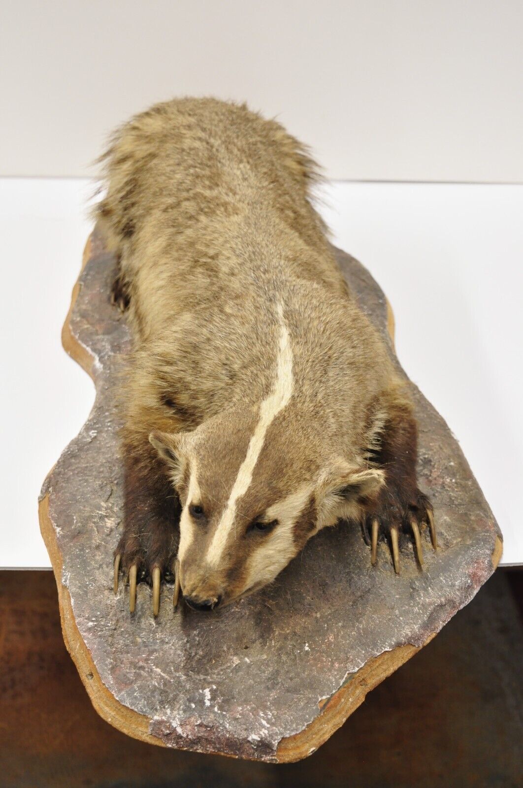 Vintage Full Body Table Mount Stuffed American Badger Taxidermy Mancave Decor