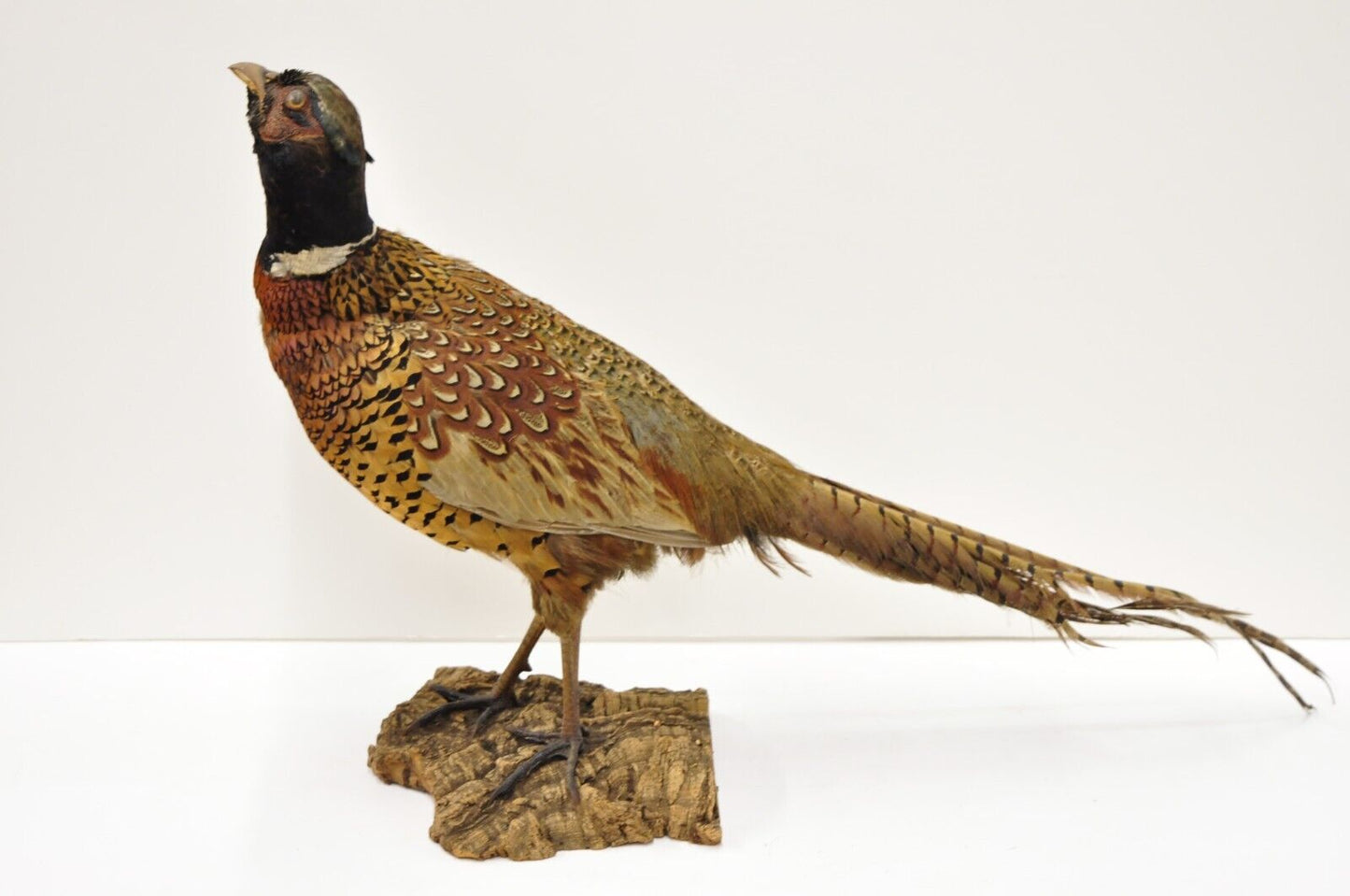 Vintage Ringneck Pheasant Bird Full Body Standing Mount Taxidermy Mancave