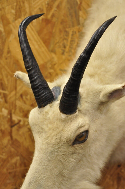 Vintage Taxidermy White Mountain Goat Head Shoulder Mount Horns Cabin Decor (B)