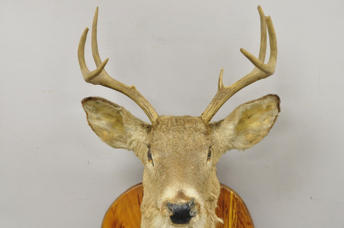 Deer Head Taxidermy Mount 8 Point Pine Board with Gun Rack and Hall Mirror