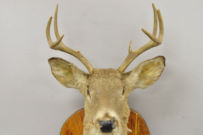 Deer Head Taxidermy Mount 8 Point Pine Board with Gun Rack and Hall Mirror