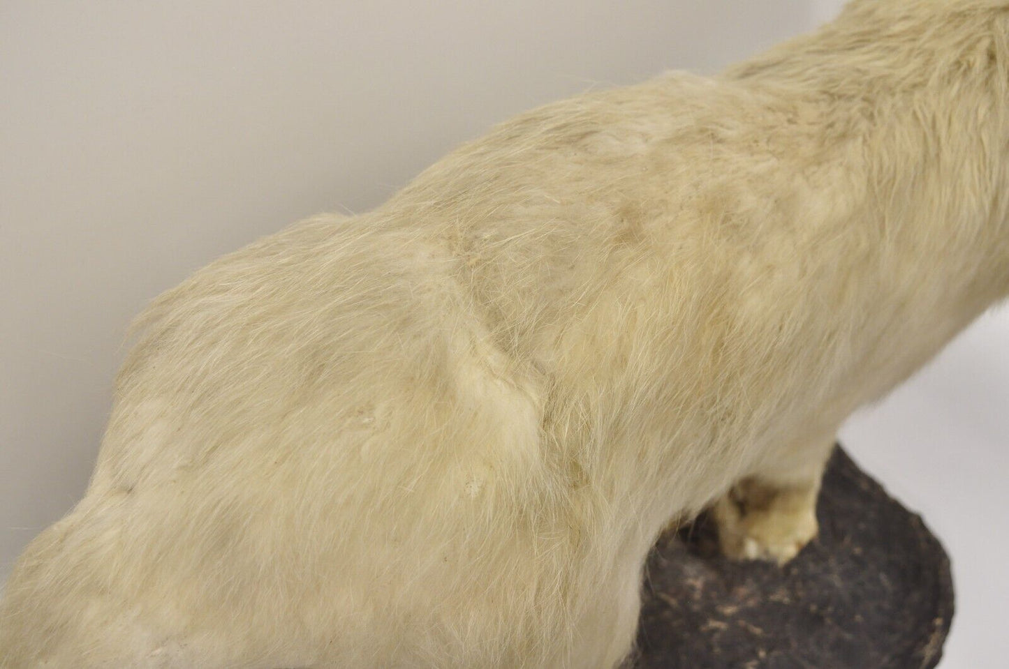 Vintage Full Body Mount Stuffed Glacier Arctic Fox Taxidermy Mancave Decor