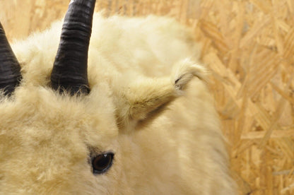 Vintage Taxidermy White Mountain Goat Head Shoulder Mount Horns Cabin Decor