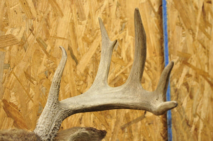 Vintage Red Deer Shoulder Mount Antler Horn Rack Taxidermy Cabin Wall Decor