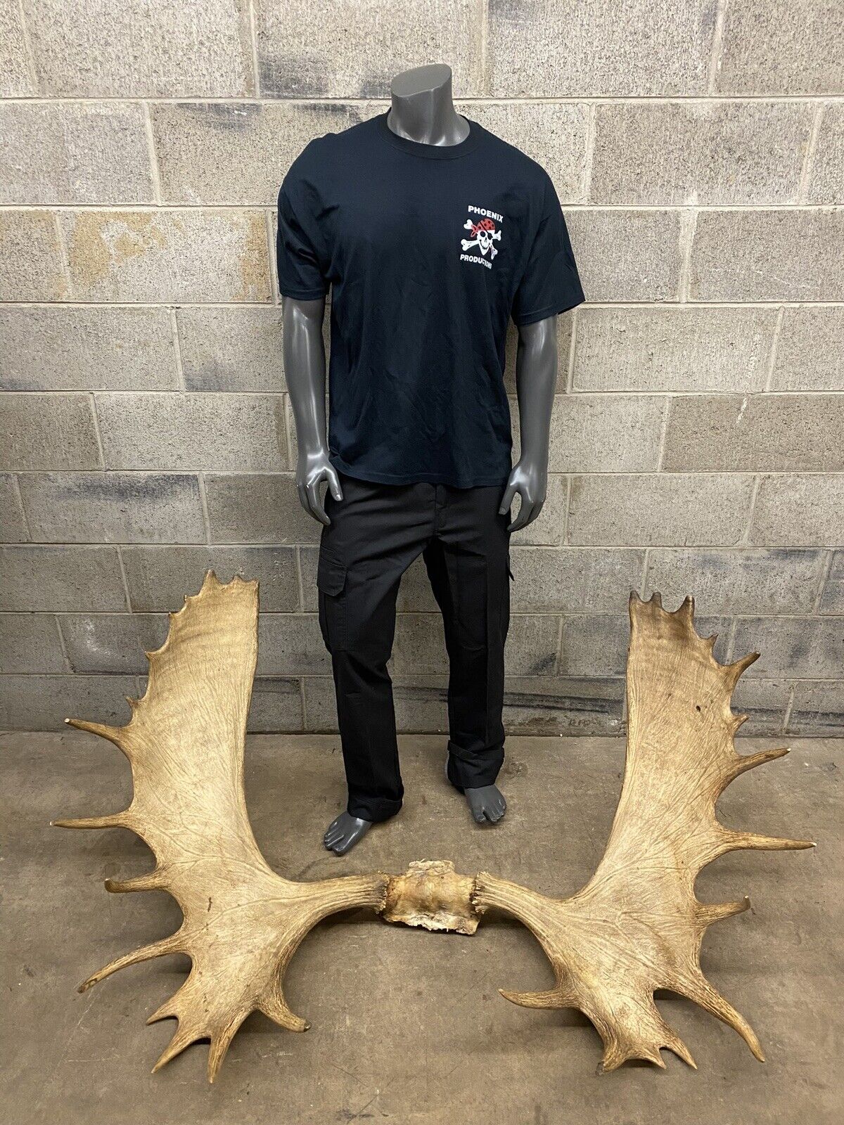 Vintage Large Canadian Moose Rack Shed Antlers Skull Taxidermy Wall Decor