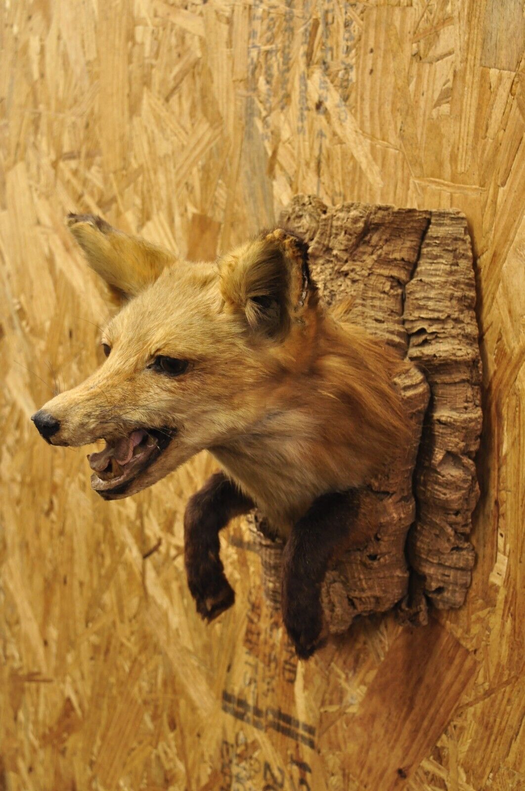 Vintage Red Fox Shoulder Mount with Legs Taxidermy Mancave Wall Decor