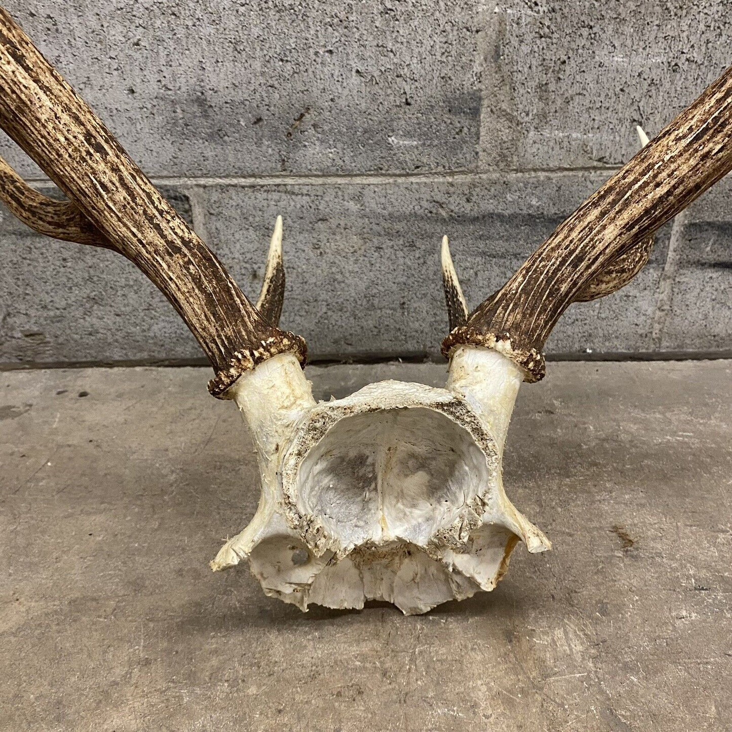 Vintage Large Red Deer Stag Antlers Horn Skull Mount Taxidermy Wall Decor