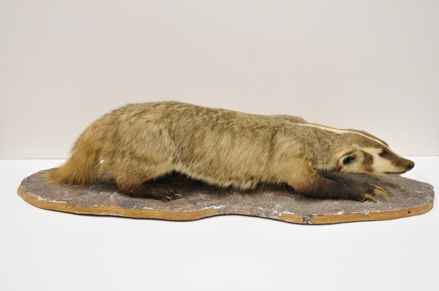 Vintage Full Body Table Mount Stuffed American Badger Taxidermy Mancave Decor