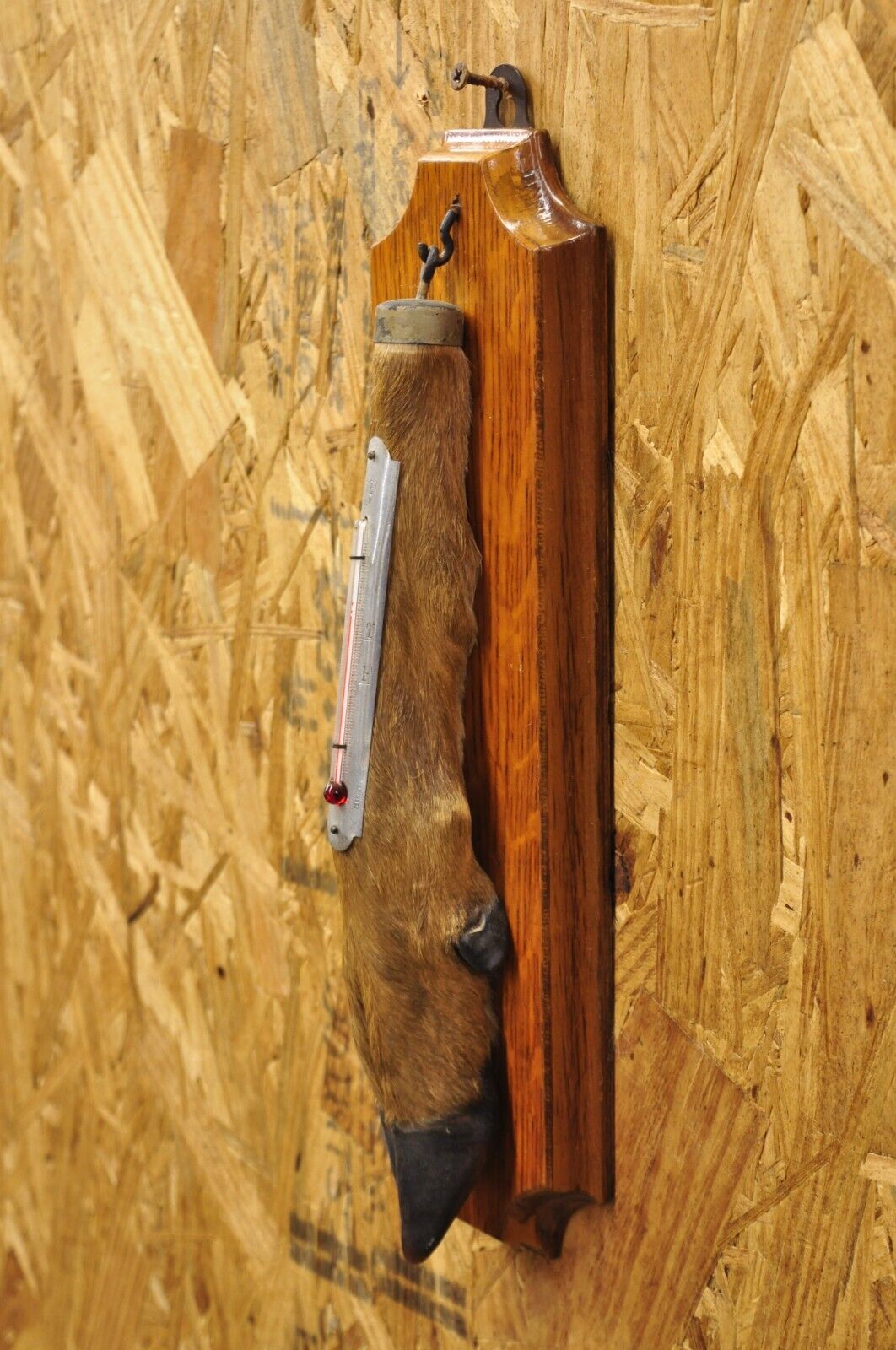 Vintage Whitetail Deer Hoof Foot Taxidermy Wall Thermometer on Oak Wood Plaque