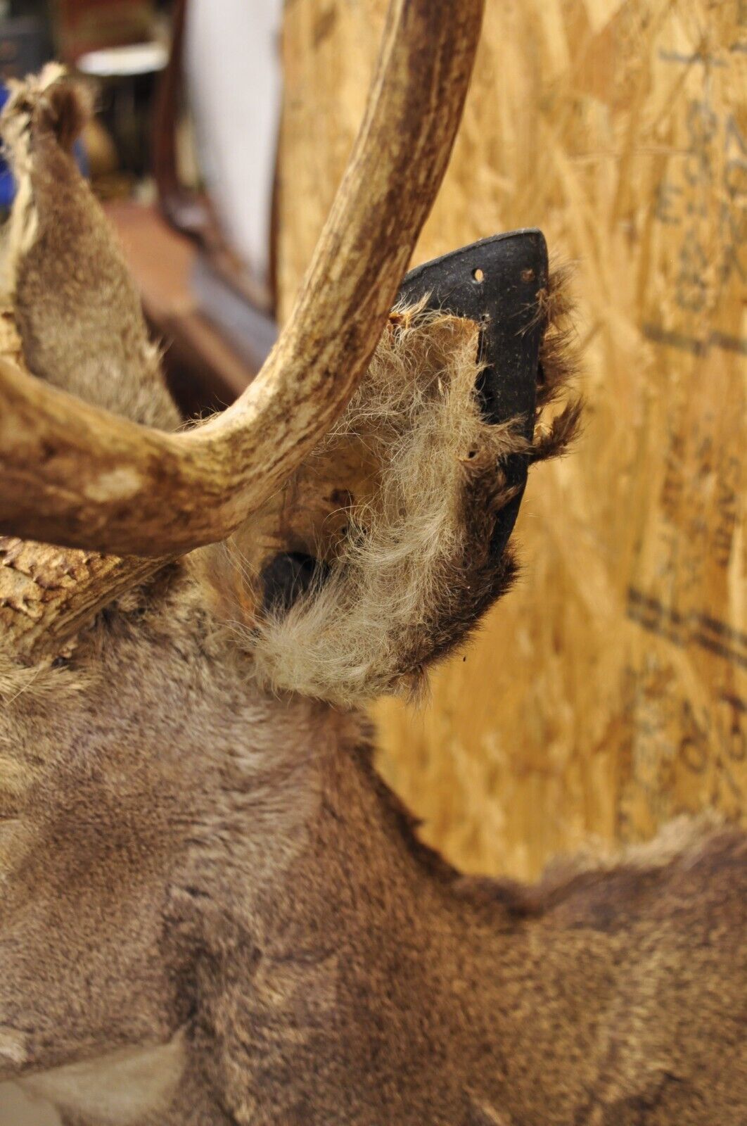 Vintage Taxidermy Large Red Deer Stag Shoulder Mount Antlers Wall Cabin Decor