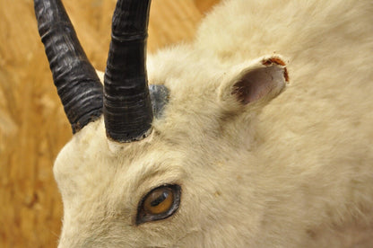 Vintage Taxidermy White Mountain Goat Head Shoulder Mount Horns Cabin Decor (B)