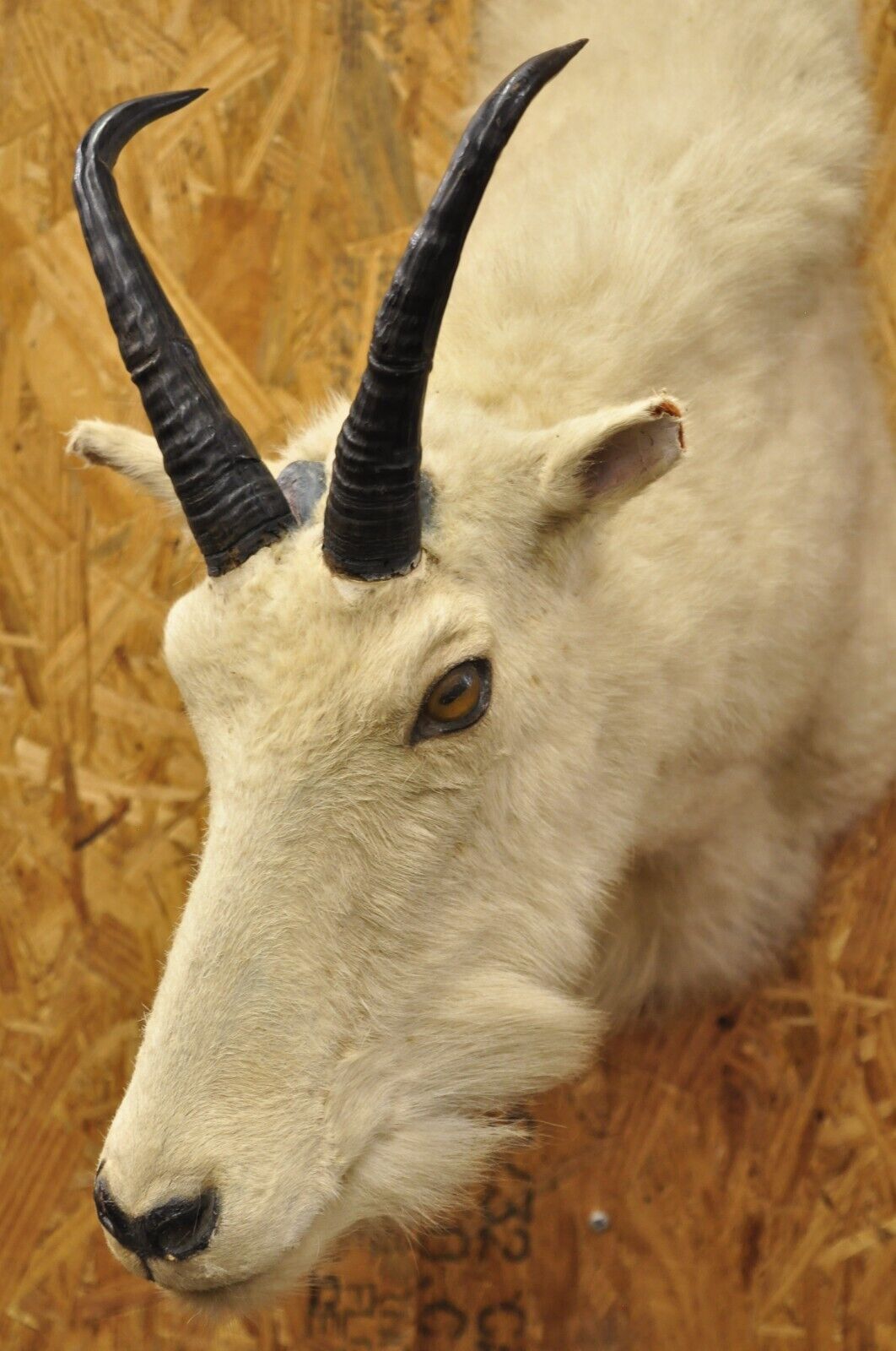 Vintage Taxidermy White Mountain Goat Head Shoulder Mount Horns Cabin Decor (B)