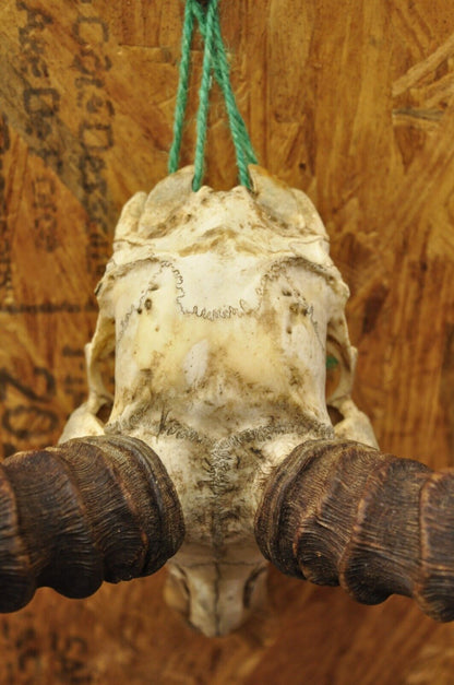 Vintage Impala African Antelope Cranium Skull Horn Mount Wall Taxidermy