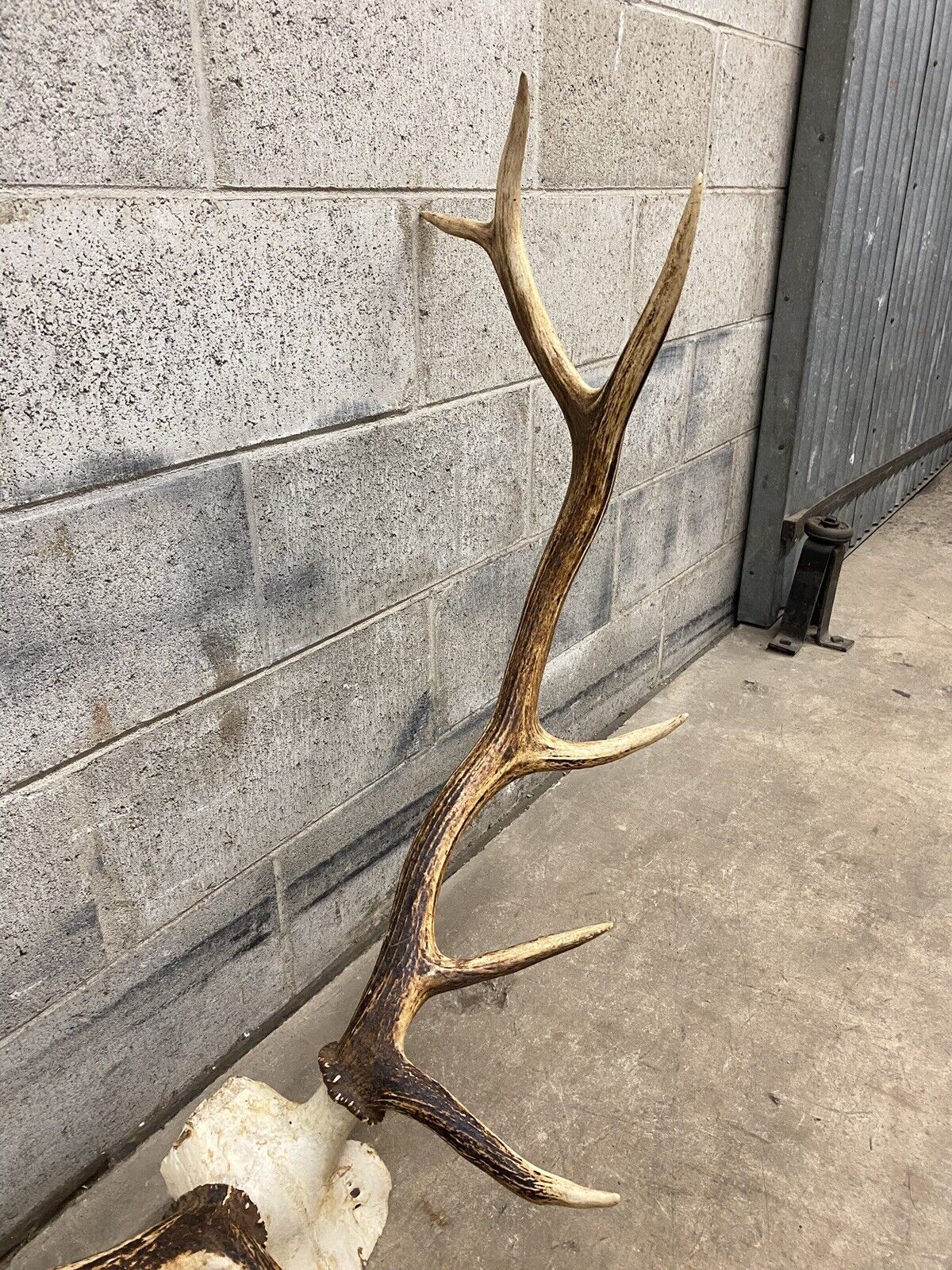 Vintage Red Deer Skull Antlers Taxidermy Horn Mount Mancave Wall Decor