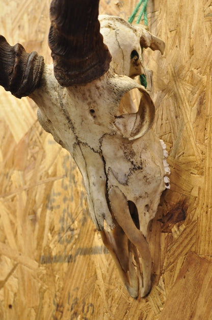 Vintage Impala African Antelope Cranium Skull Horn Mount Wall Taxidermy