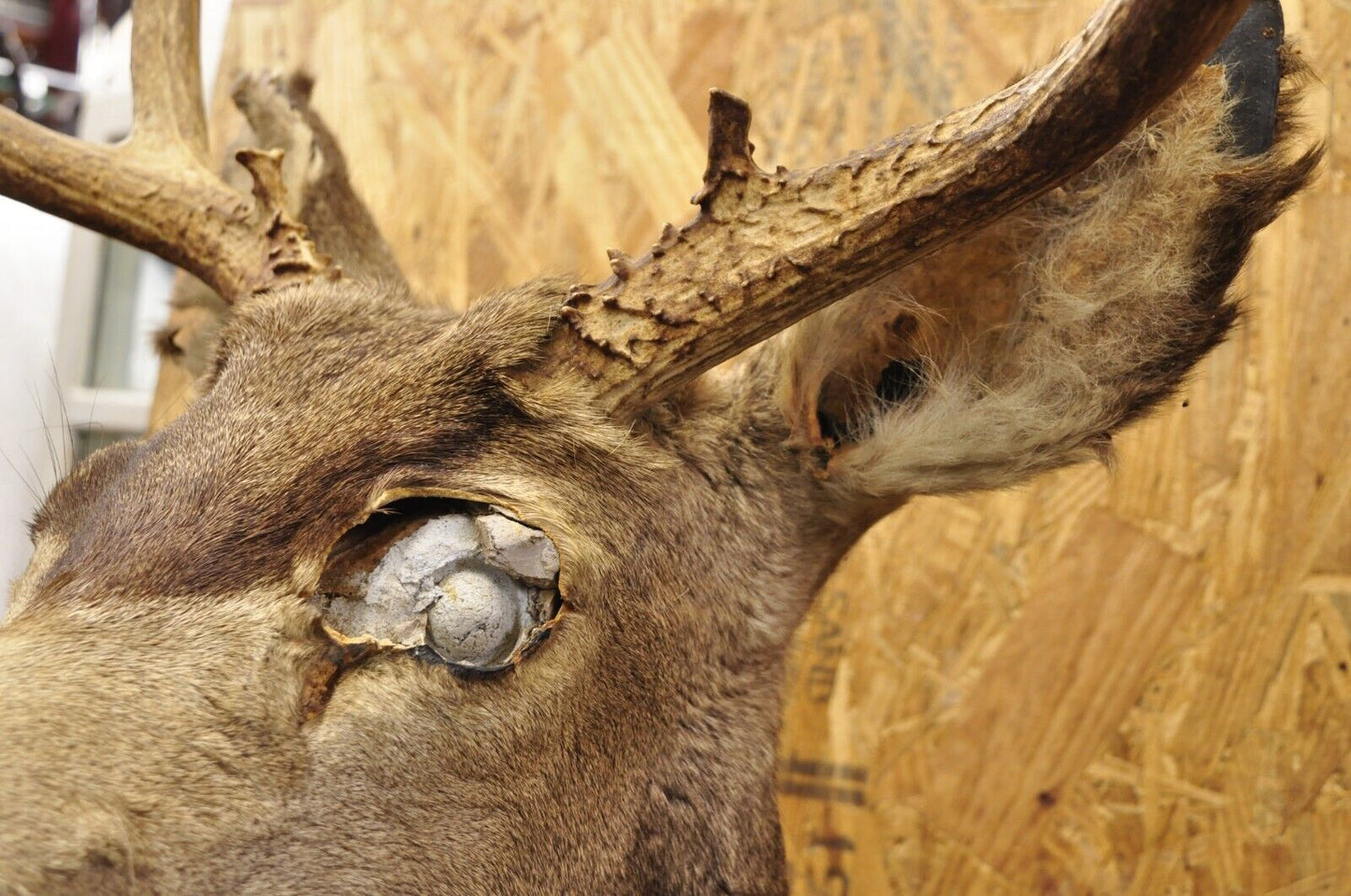 Vintage Taxidermy Large Red Deer Stag Shoulder Mount Antlers Wall Cabin Decor