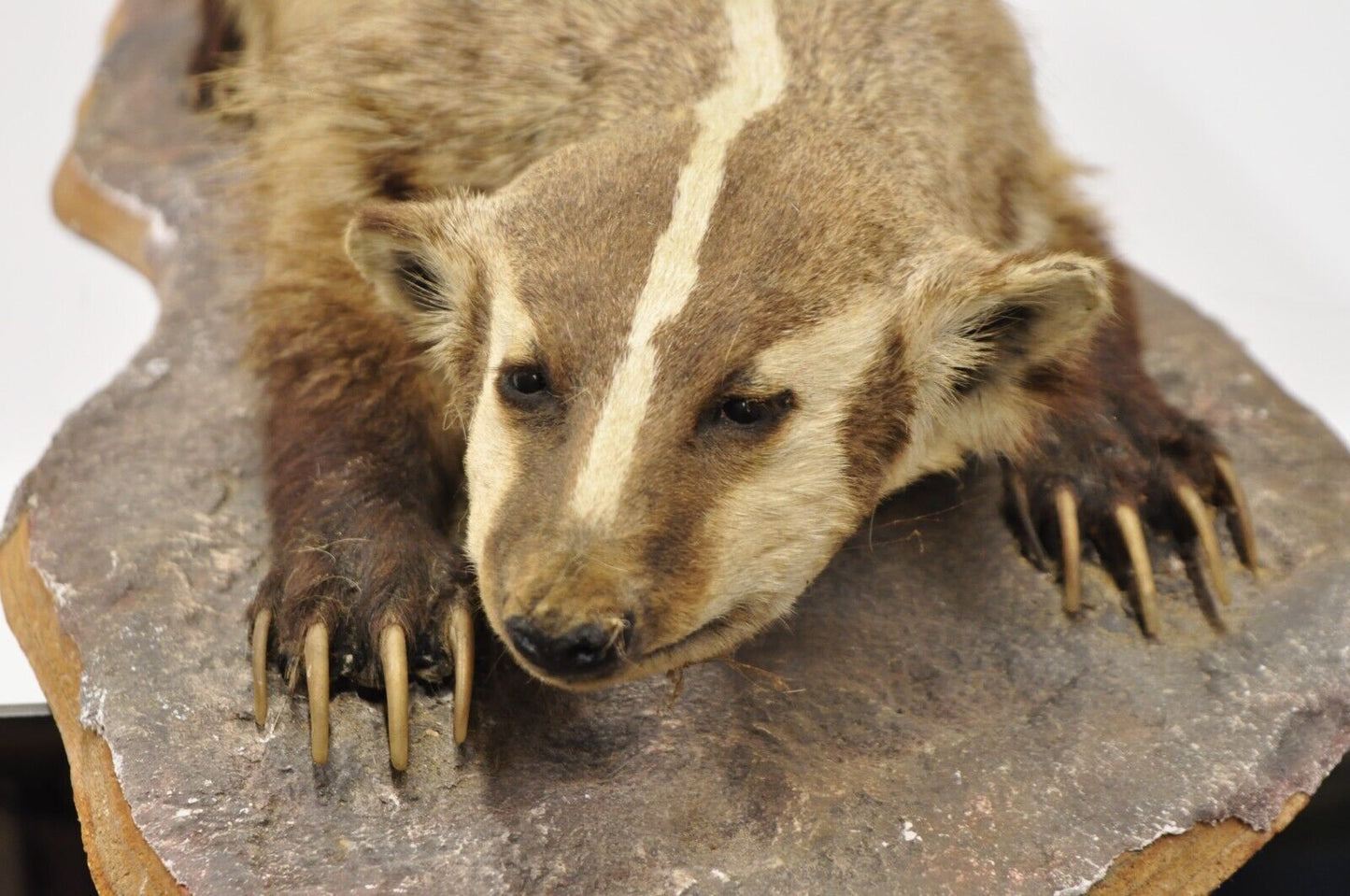 Vintage Full Body Table Mount Stuffed American Badger Taxidermy Mancave Decor