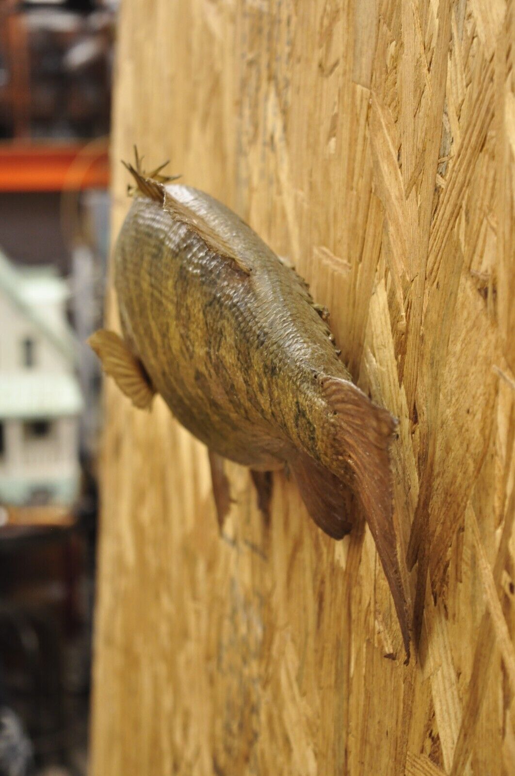 Vintage Smallmouth Bass Fish Wall Mount Taxidermy Real Skin Fishing Wall Decor