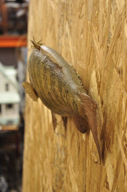 Vintage Smallmouth Bass Fish Wall Mount Taxidermy Real Skin Fishing Wall Decor