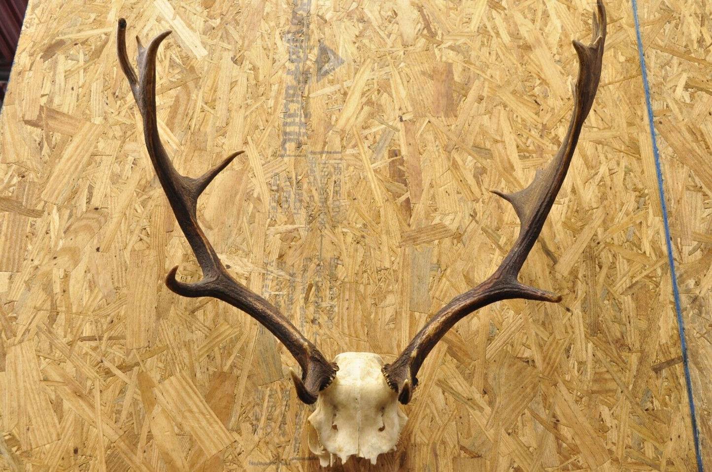 Vintage European Fallow Deer Skull Cap Mount Antlers Taxidermy Cabin Decor