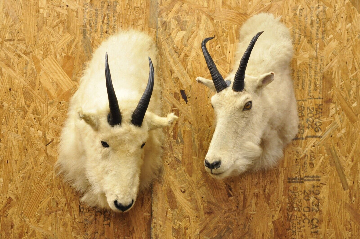 Vintage Taxidermy White Mountain Goat Head Shoulder Mount Horns Cabin Decor (B)