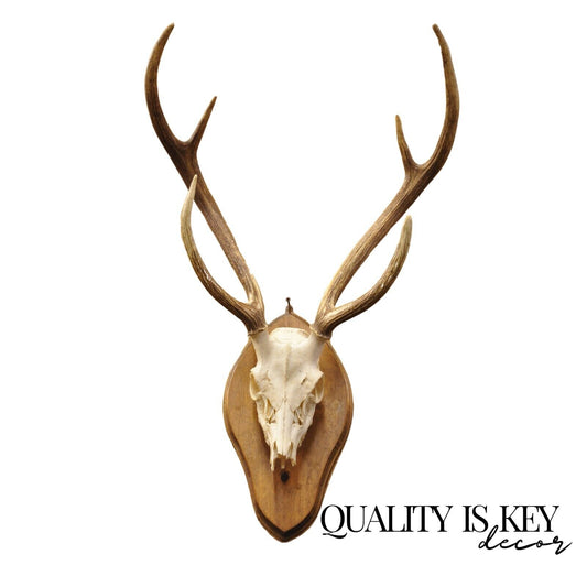 Vintage Taxidermy Red Deer Axis Elk Skull & Antler Mount on Wall Plaque