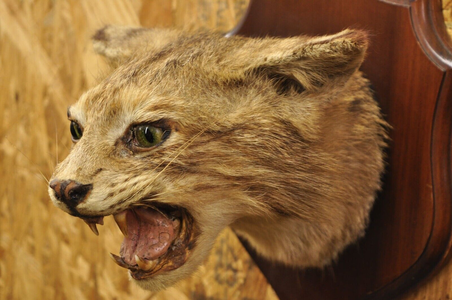 Vintage Taxidermy Bobcat Shoulder Mount on Wooden Wall Plaque Cabin Decor