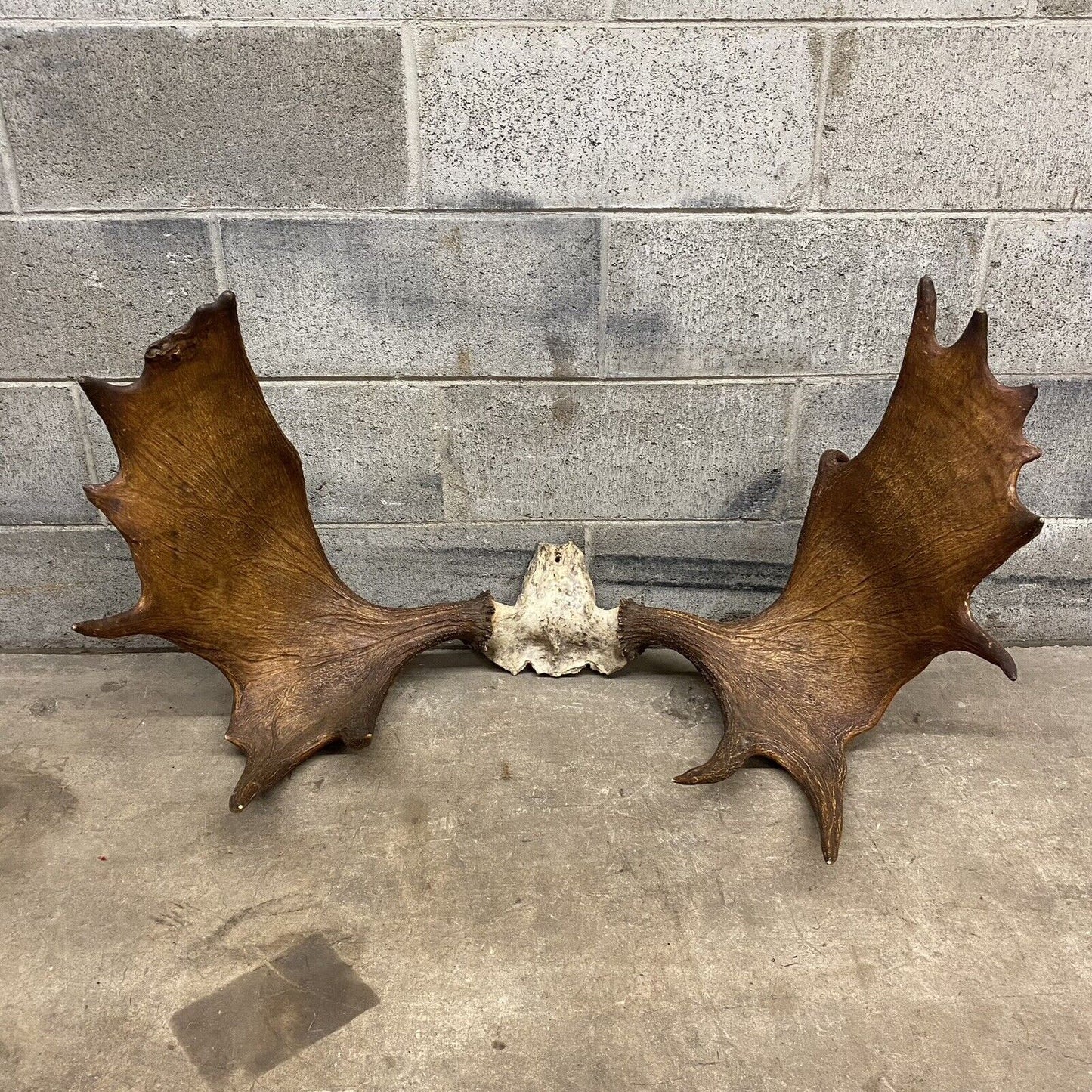 Vintage Large Moose Shed Antler Rack and Skull Taxidermy Wall Decor