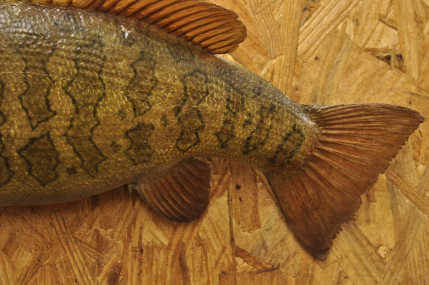 Vintage Smallmouth Bass Fish Wall Mount Taxidermy Real Skin Fishing Wall Decor