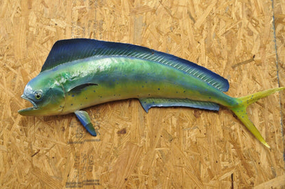 Vintage Mahi-mahi Fish Replica Wall Mount Taxidermy Fishing Wall Decor