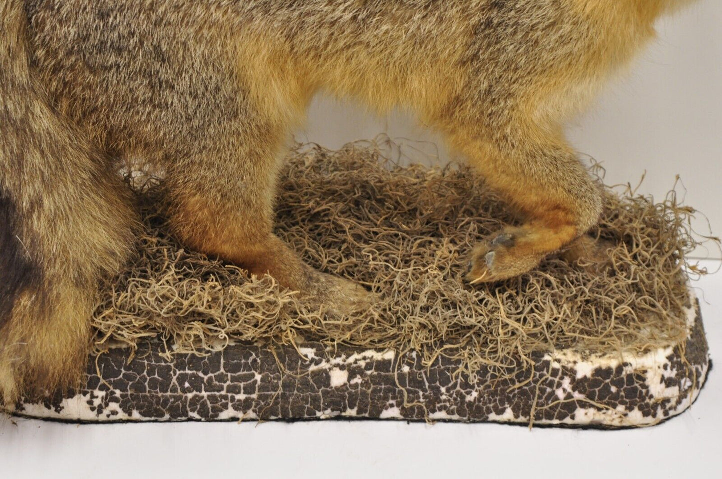 Vintage Full Body Mount Stuffed Gray Fox Taxidermy Mancave Decor