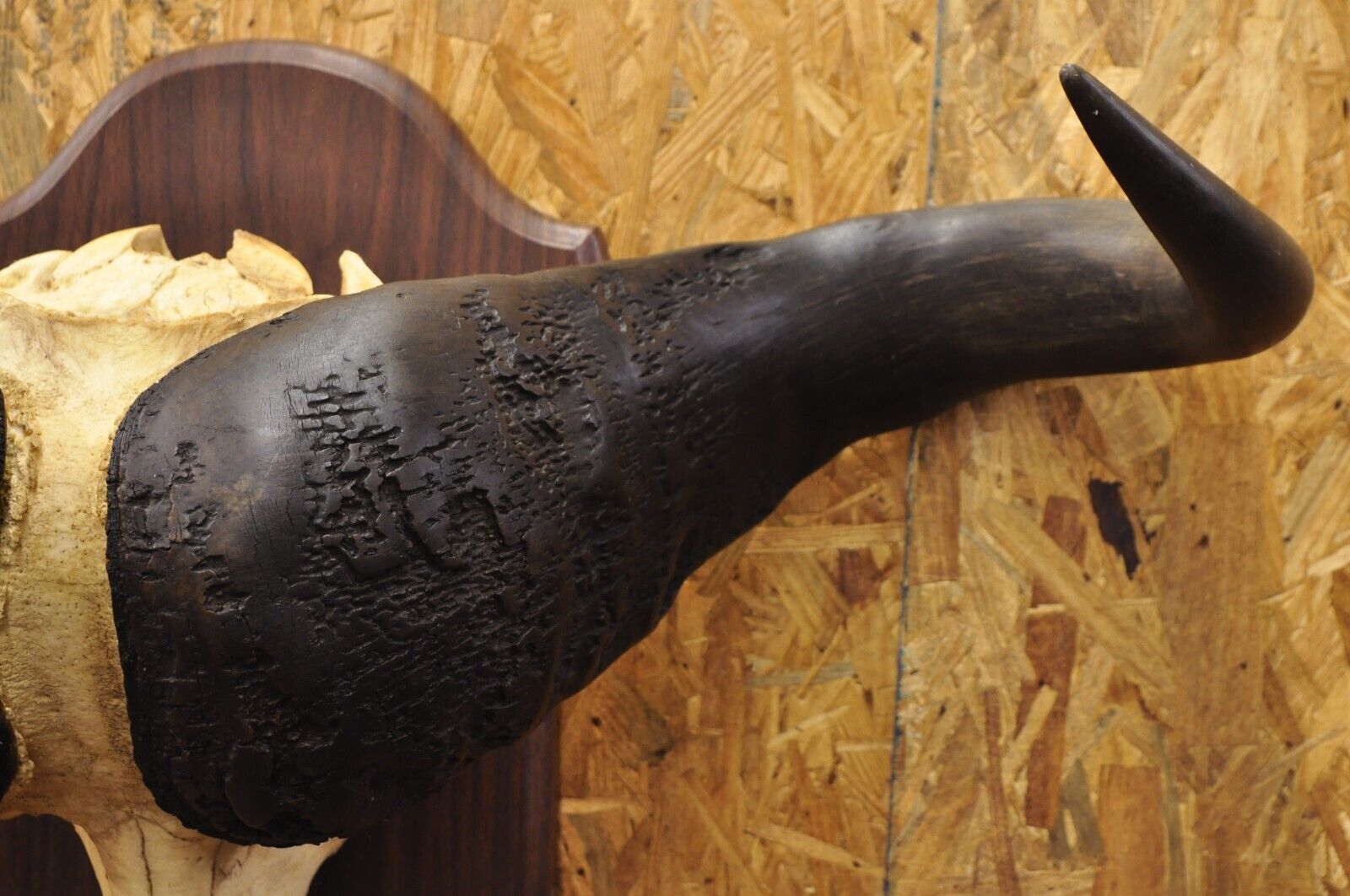 Vintage African Cape Buffalo Skull European Mount on Wooden Plaque Taxidermy