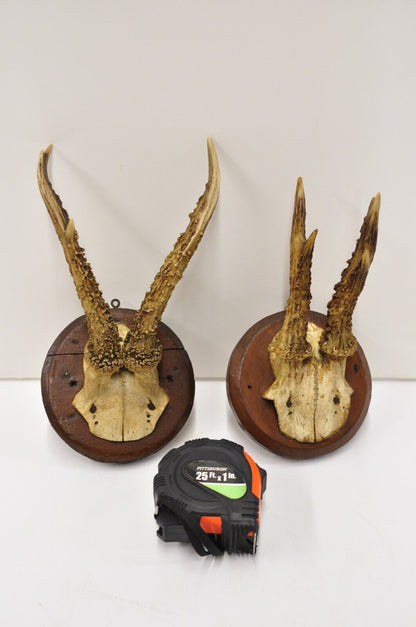 Vintage Roe Deer Skull Mount Antlers Taxidermy Mancave Wall Decor - a Pair