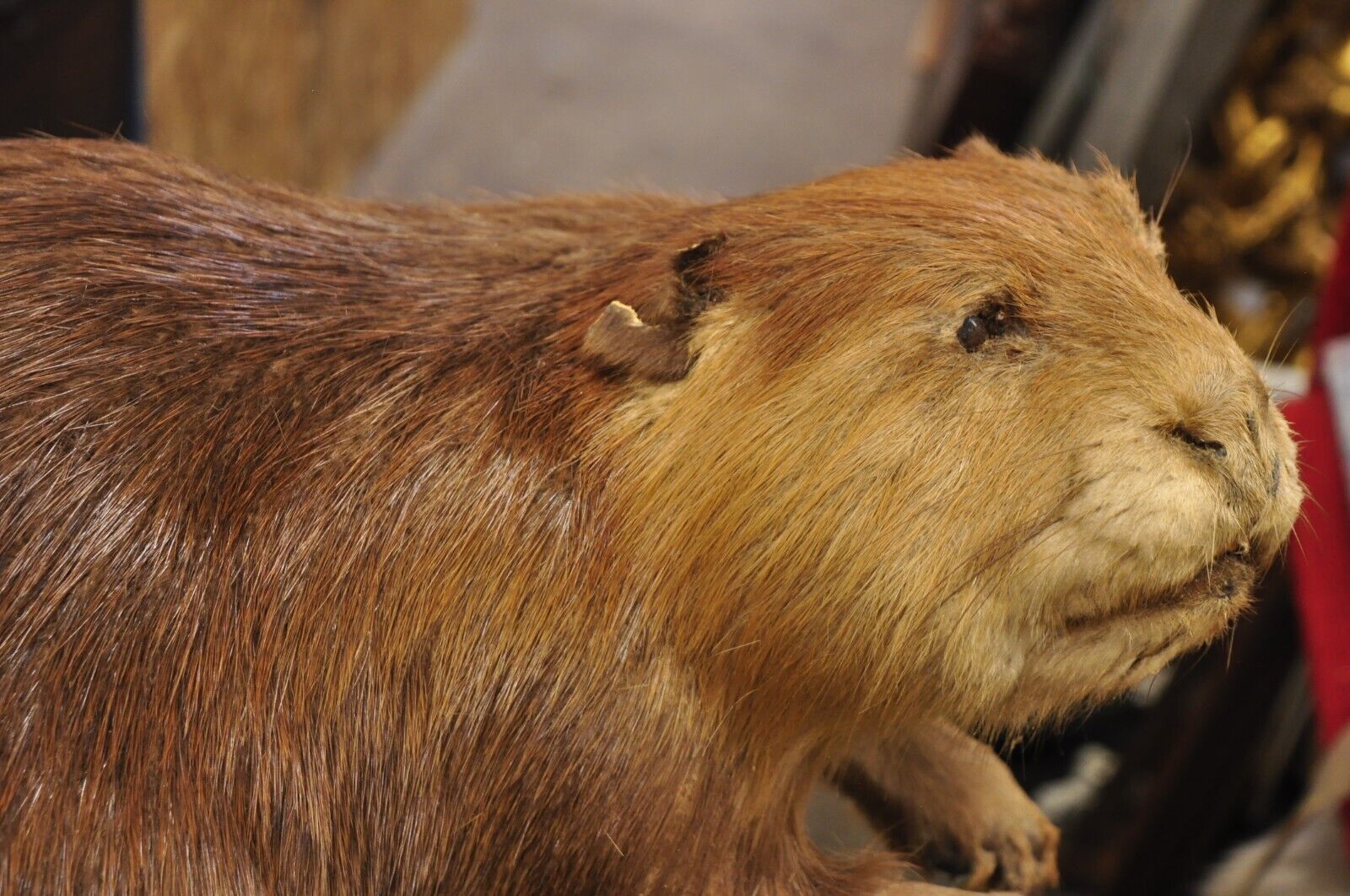 Vintage Full Body Standing Mount Beaver Taxidermy Mancave Tabletop Decor