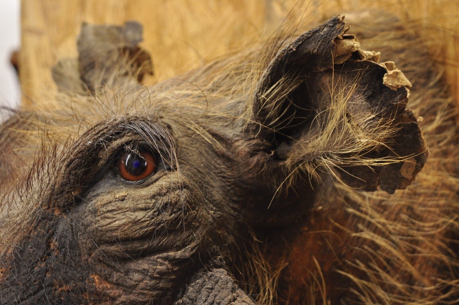 Vintage African Warthog Shoulder Mount Taxidermy Cabin Safari Wall Decor