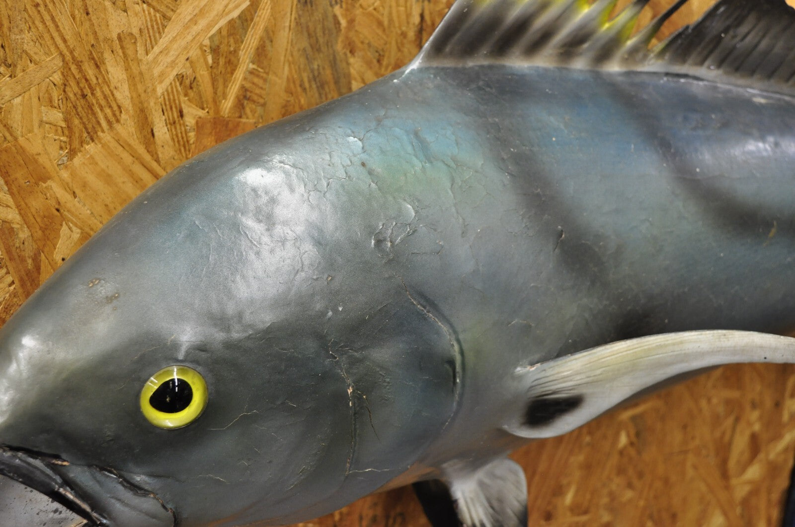 Vintage 46" Large Roosterfish Full Wall Mount Taxidermy Sailfish Fish Replica
