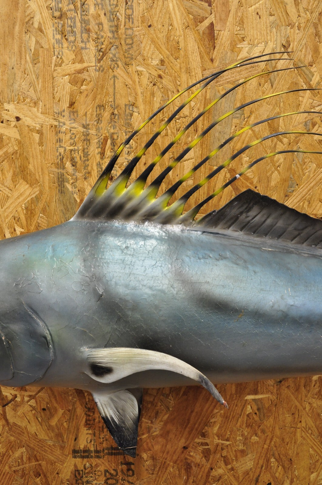 Vintage 46" Large Roosterfish Full Wall Mount Taxidermy Sailfish Fish Replica