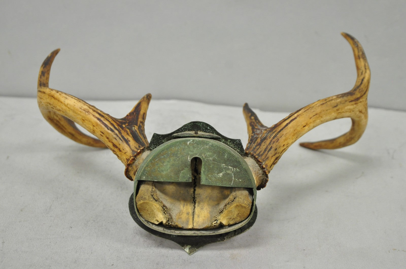 Antique Victorian Taxidermy Whitetail Deer Antler Wall Mount Metal Shield Plaque