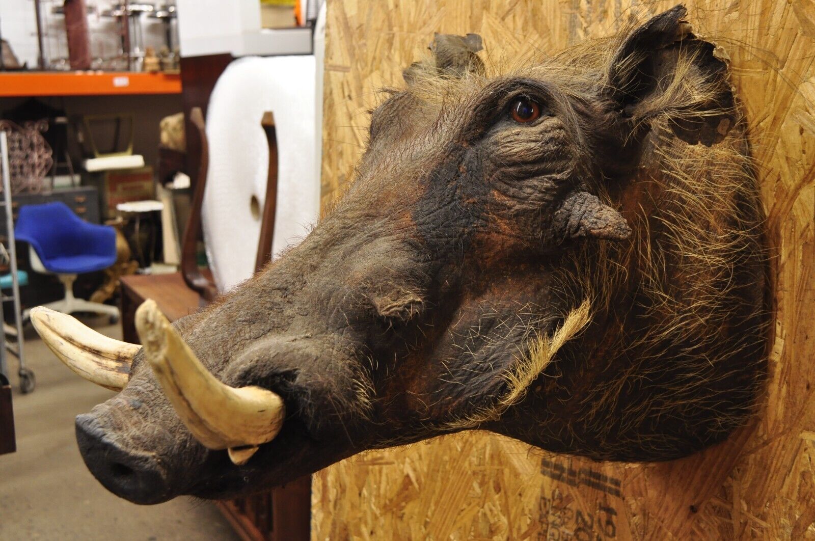 Vintage African Warthog Shoulder Mount Taxidermy Cabin Safari Wall Decor
