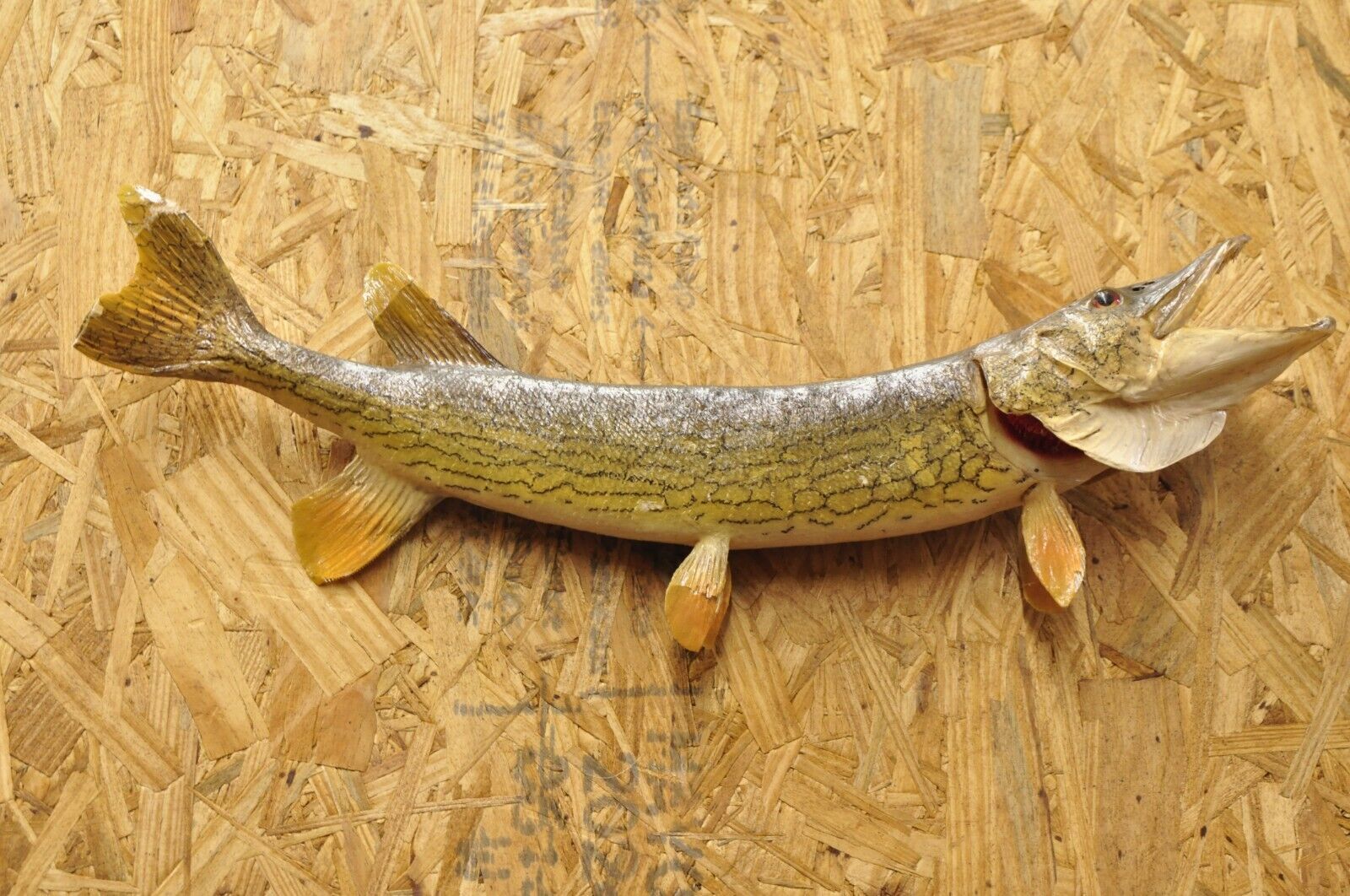 Vintage Northern Pike Wall Mount Taxidermy Real Skin Fishing Wall Decor