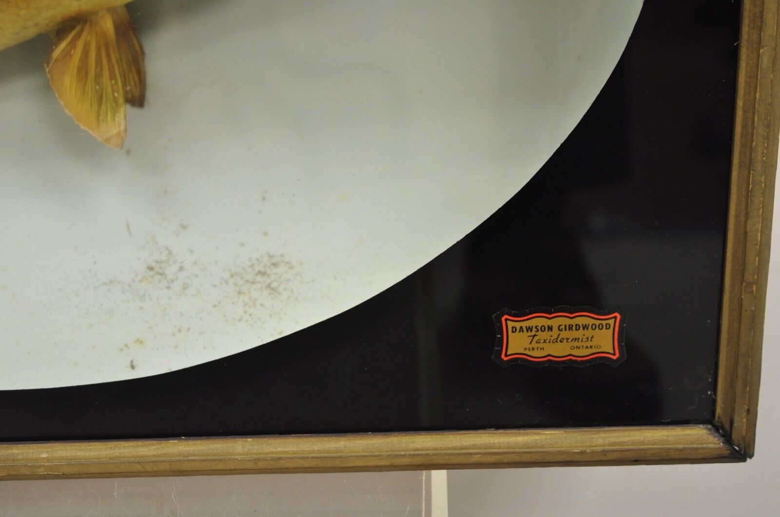 Vintage Largemouth Bass "1970 Champion" Dawson Girdwood Taxidermy in Glass Case