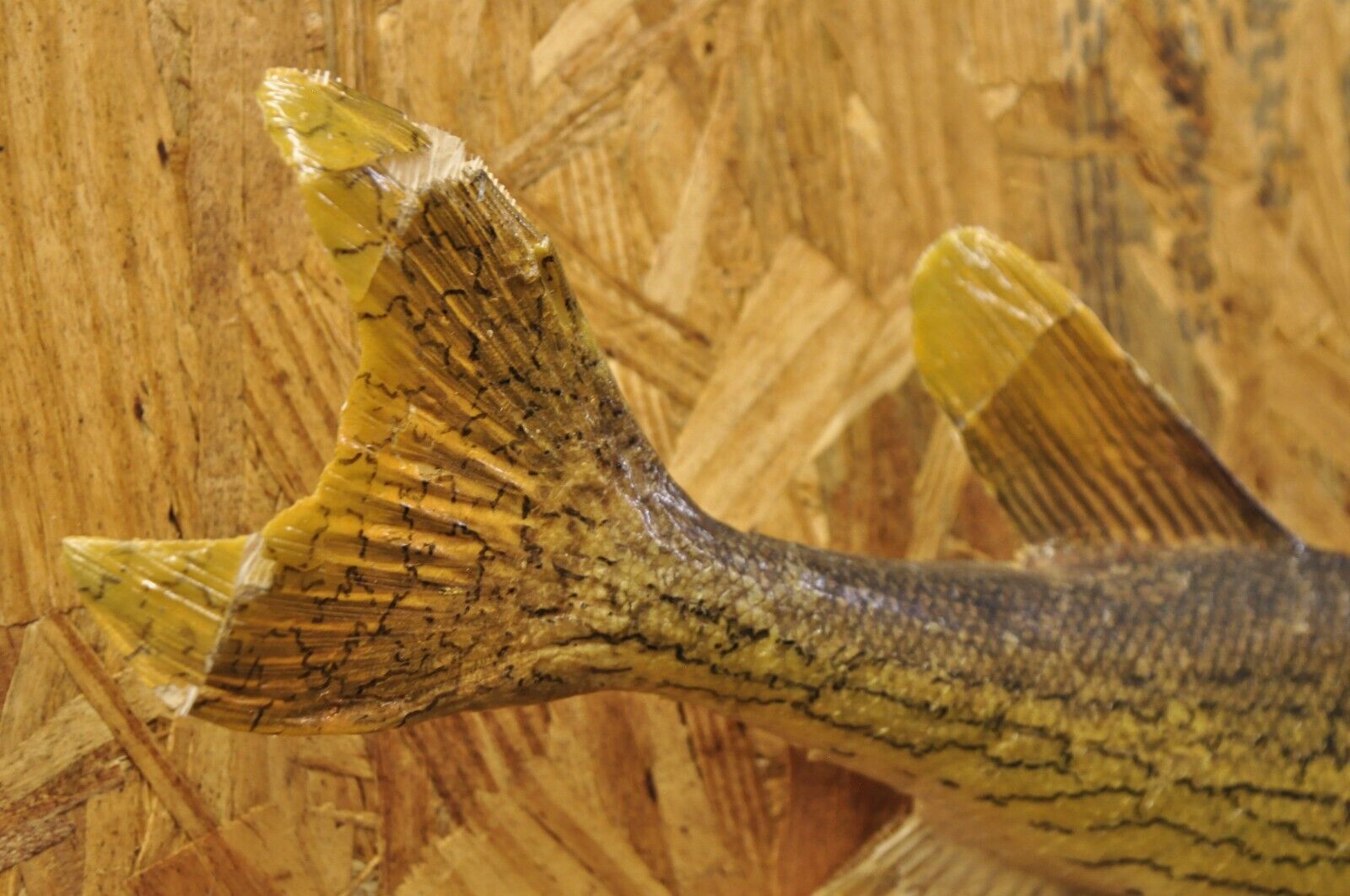 Vintage Northern Pike Wall Mount Taxidermy Real Skin Fishing Wall Decor