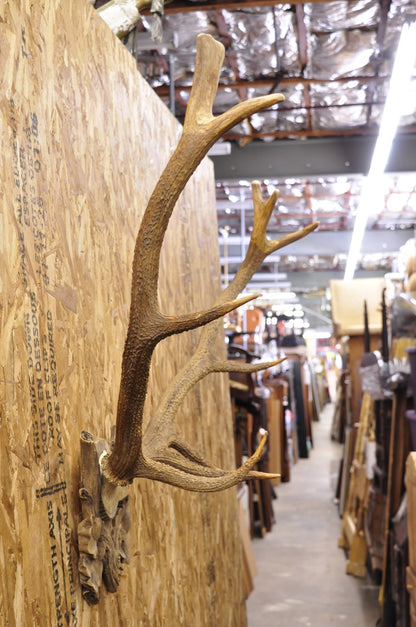 Antique Black Forest Victorian Wall Mounted Taxidermy Large Deer Skull & Antlers