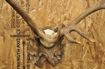 Antique Black Forest Victorian Wall Mounted Taxidermy Large Deer Skull & Antlers