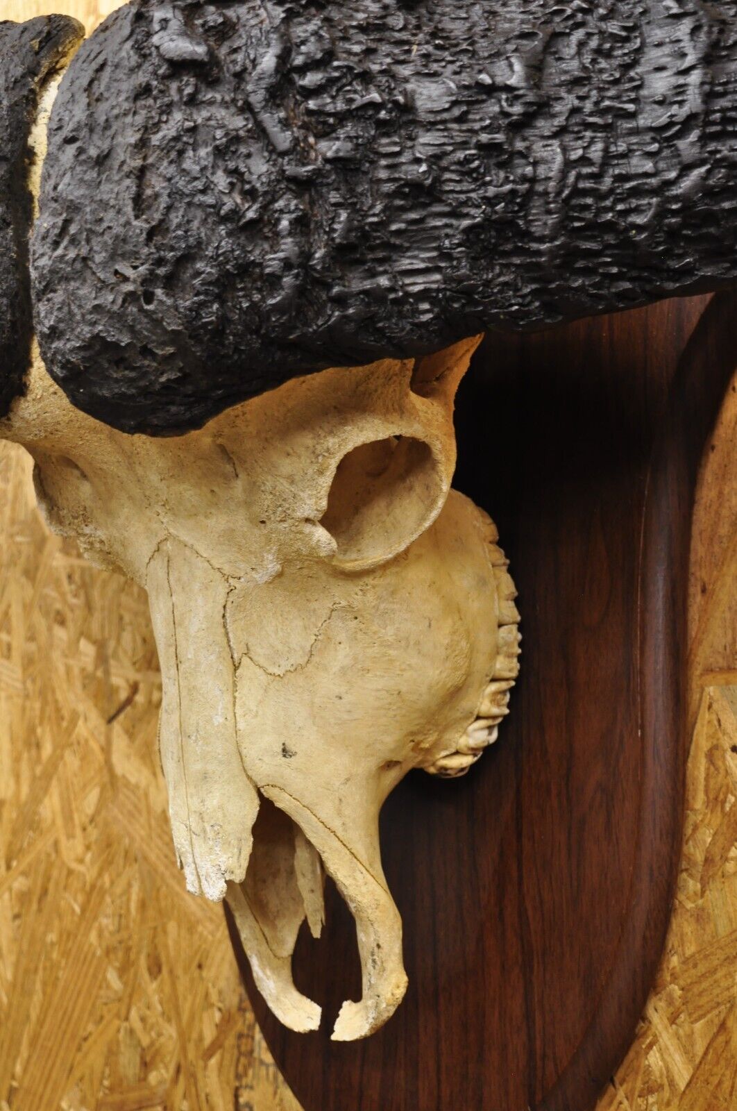 Vintage African Cape Buffalo Skull European Mount on Wooden Plaque Taxidermy