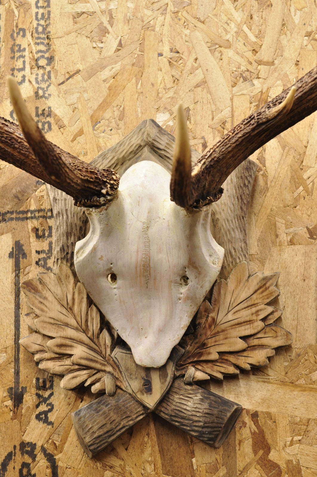 Antique Black Forest Victorian Wall Mounted Taxidermy Large Deer Skull & Antlers